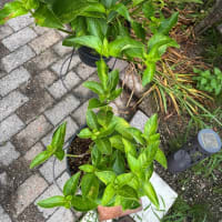 紫陽花の鉢を変えてみた