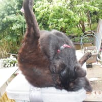 　クロ猫クロ　9歳2ヶ月　梅雨入りで退屈