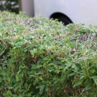 日陰の庭に咲く花達