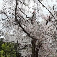 増上寺の花祭り2024