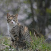 ３５回目の命日　～も、やっぱり猫が好き！～