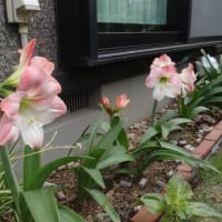 春から夏へ　その２