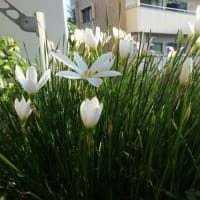 MyGardenの玉すだれとゴーヤ