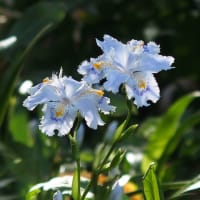 サオトメカズラ ハナスキの散歩で見た花