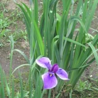 バス旅…神楽女湖の花菖蒲