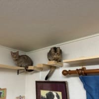 高みの見物ですか？