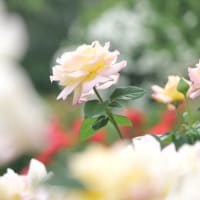 満開のバラ園