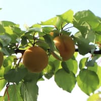 庭のアンズを収穫しました。