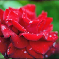「バラのガ－デン花蔵」雨上がりの バラ