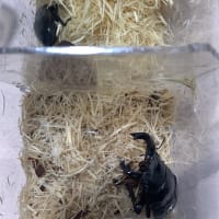 虫活再会します！！
