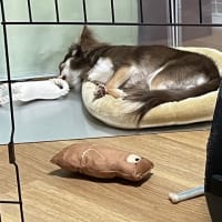 ベッドが小さい?
