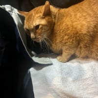 看板猫のいるお店で猫飲み 予告編 (2505-1)