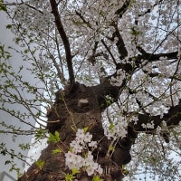 お花いろいろ