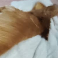 【　うたちゃんお風呂　】ミニチュアダックスフンド　家族