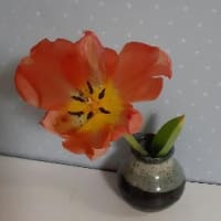 この花は？チューリップです