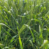 AKファーム　小麦の生育状況