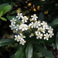 2020-5-19　散歩途中で見た花と我が家の花　