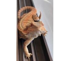 フトアゴヒゲトカゲの成長日記135日目～2ヶ月程！