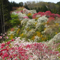 	桃源郷ーシダレ桃の里（2）
