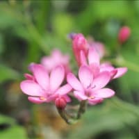 フリージアの原種、2種で～す。 ピンクの花がF.ベルコーサ、白い花が・・・