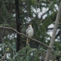  コムクドリは子育て中、