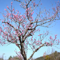 季節の花