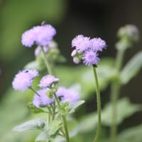 7月の庭