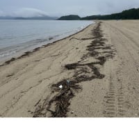 今日の虹ヶ浜