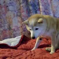 クリンへの想いは尽きなくて・・・284