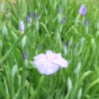 徳川園　　菖蒲咲く頃