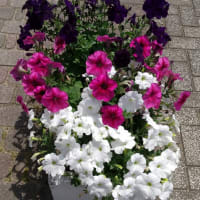 運動公園の花