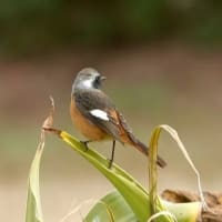 06/25探鳥記録写真：２０２５年３月に出会った鳥たち①