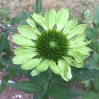 短い夏を謳歌するように