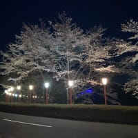 江刺桜まつり2025夜桜