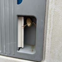 癒しを提供します。