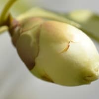 庭植えの椿（２）「黄鳳」