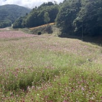 ◆  治部坂高原コスモスガーデン