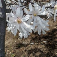 散歩コースの「山桜」・「姫こぶし」は満開　２０２４年春
