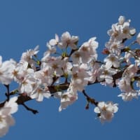 桜楽坂の桜