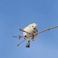 ぼく、シマエナガ😃　7月3日