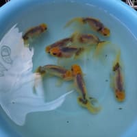 天青の水替え～青い金魚はいるよ～💕💕