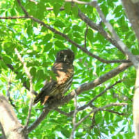 今年もアオバズクが来てくれました～♪♪