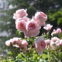 四季の香ローズガーデン　八重の花びらが多いバラが素晴らしい　　　20