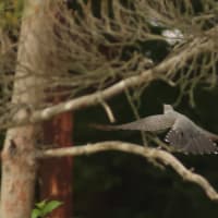 ハリオアマツバメさんに逢えた！　完