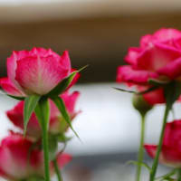 薔薇①