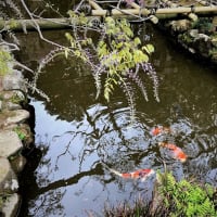 奈良　春日大社萬葉植物園内の藤園にて