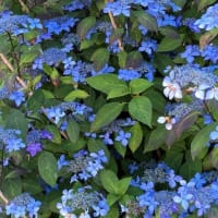 カサブランカほか庭に咲いた花など