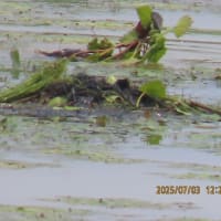 カイツブリの巣（鳰の浮巣）におのうきす2