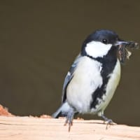シジュウカラ　子育てしています