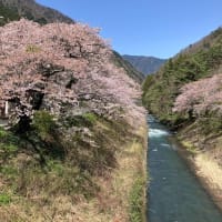2025/04/21（月）：冬が終わったら いきなり「初夏」？